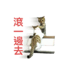 Real CAT.Chinese2（個別スタンプ：2）