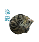 Real CAT.Chinese2（個別スタンプ：3）