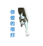 Real CAT.Chinese2（個別スタンプ：5）