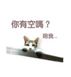 Real CAT.Chinese2（個別スタンプ：6）