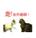 Real CAT.Chinese2（個別スタンプ：8）