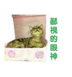 Real CAT.Chinese2（個別スタンプ：9）