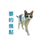 Real CAT.Chinese2（個別スタンプ：10）