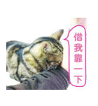 Real CAT.Chinese2（個別スタンプ：11）