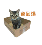 Real CAT.Chinese2（個別スタンプ：12）