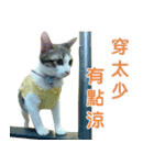 Real CAT.Chinese2（個別スタンプ：13）