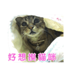 Real CAT.Chinese2（個別スタンプ：16）