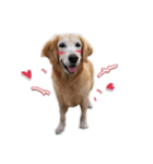 Golden retriever dog（個別スタンプ：2）