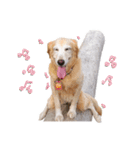 Golden retriever dog（個別スタンプ：8）