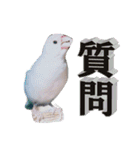 北海道犬ろし。白文鳥ぶんちゃん(ほぼ実写)（個別スタンプ：7）