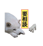北海道犬ろし。白文鳥ぶんちゃん(ほぼ実写)（個別スタンプ：9）