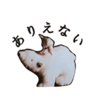 北海道犬ろし。白文鳥ぶんちゃん(ほぼ実写)（個別スタンプ：35）