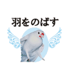 北海道犬ろし。白文鳥ぶんちゃん(ほぼ実写)（個別スタンプ：37）