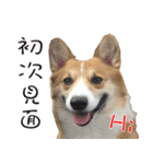 Bou~ Corgi Miluku.（個別スタンプ：1）