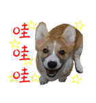 Bou~ Corgi Miluku.（個別スタンプ：8）