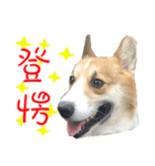 Bou~ Corgi Miluku.（個別スタンプ：9）