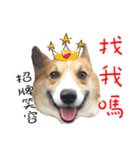 Bou~ Corgi Miluku.（個別スタンプ：10）