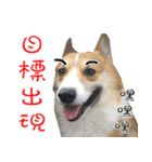 Bou~ Corgi Miluku.（個別スタンプ：12）