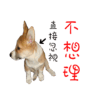 Bou~ Corgi Miluku.（個別スタンプ：14）