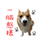 Bou~ Corgi Miluku.（個別スタンプ：17）