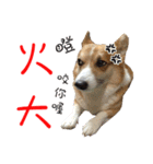 Bou~ Corgi Miluku.（個別スタンプ：21）