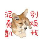 Bou~ Corgi Miluku.（個別スタンプ：22）