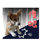 Bou~ Corgi Miluku.（個別スタンプ：23）