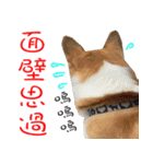 Bou~ Corgi Miluku.（個別スタンプ：27）