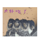 Nature Scenery Record Photo（個別スタンプ：6）