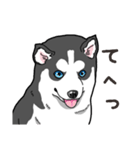 わんこ日和 シベリアンハスキーの仔犬2（個別スタンプ：8）