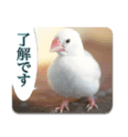 雛文鳥photoスタンプ（個別スタンプ：11）