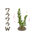 草生えましたwww（個別スタンプ：3）