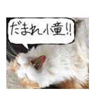 猫が代わりにお伝え その8（個別スタンプ：3）