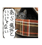 猫が代わりにお伝え その8（個別スタンプ：4）