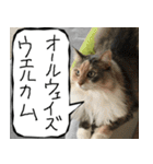 猫が代わりにお伝え その8（個別スタンプ：7）