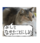 猫が代わりにお伝え その8（個別スタンプ：8）