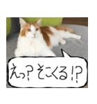 猫が代わりにお伝え その8（個別スタンプ：9）