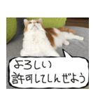 猫が代わりにお伝え その8（個別スタンプ：10）