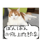 猫が代わりにお伝え その8（個別スタンプ：11）