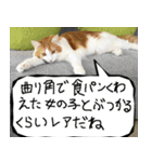 猫が代わりにお伝え その8（個別スタンプ：12）