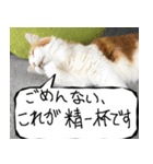 猫が代わりにお伝え その8（個別スタンプ：13）