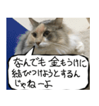 猫が代わりにお伝え その8（個別スタンプ：14）