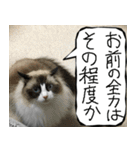 猫が代わりにお伝え その8（個別スタンプ：18）