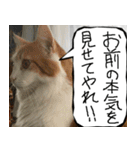 猫が代わりにお伝え その8（個別スタンプ：19）