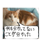 猫が代わりにお伝え その8（個別スタンプ：20）