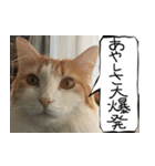 猫が代わりにお伝え その8（個別スタンプ：21）