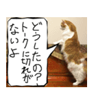 猫が代わりにお伝え その8（個別スタンプ：24）