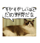 猫が代わりにお伝え その8（個別スタンプ：28）