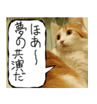 猫が代わりにお伝え その8（個別スタンプ：30）