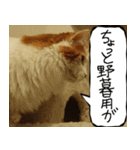 猫が代わりにお伝え その8（個別スタンプ：31）